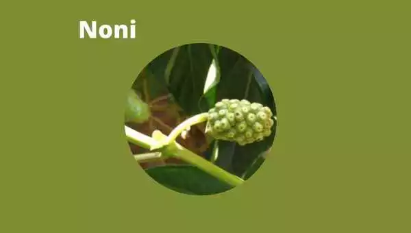 Noni, mito e verdade desta fruta exótica da Ásia