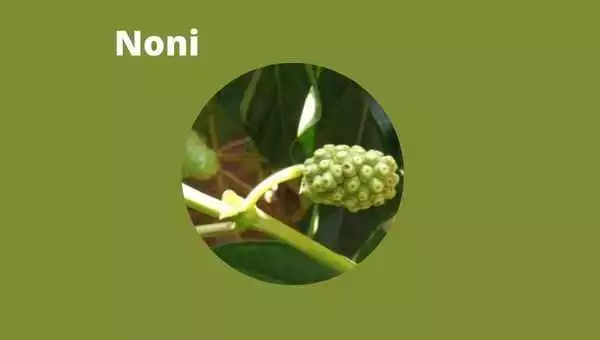 Noni, mito e verdade desta fruta exótica da Ásia